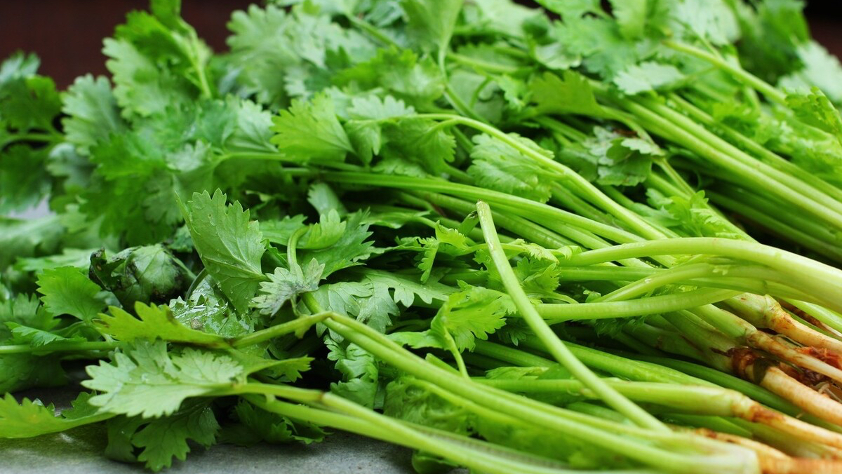 香菜吃不完这样保存,新鲜不发黄,叶子绿绿的,全年都吃新鲜的