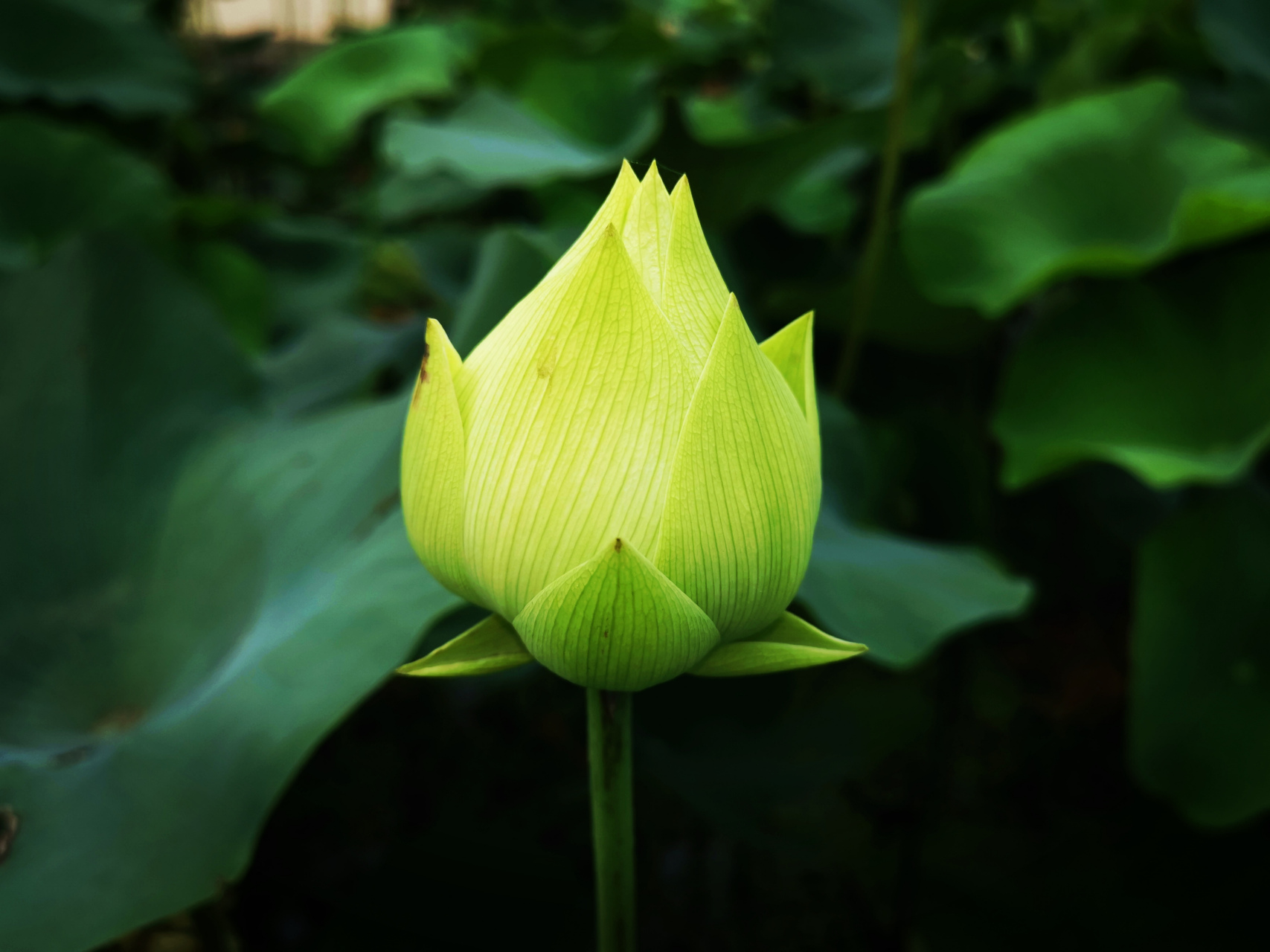 九月动态激励计划#   荷花——绿如意  小花群,重瓣类,碗莲组荷花,淡