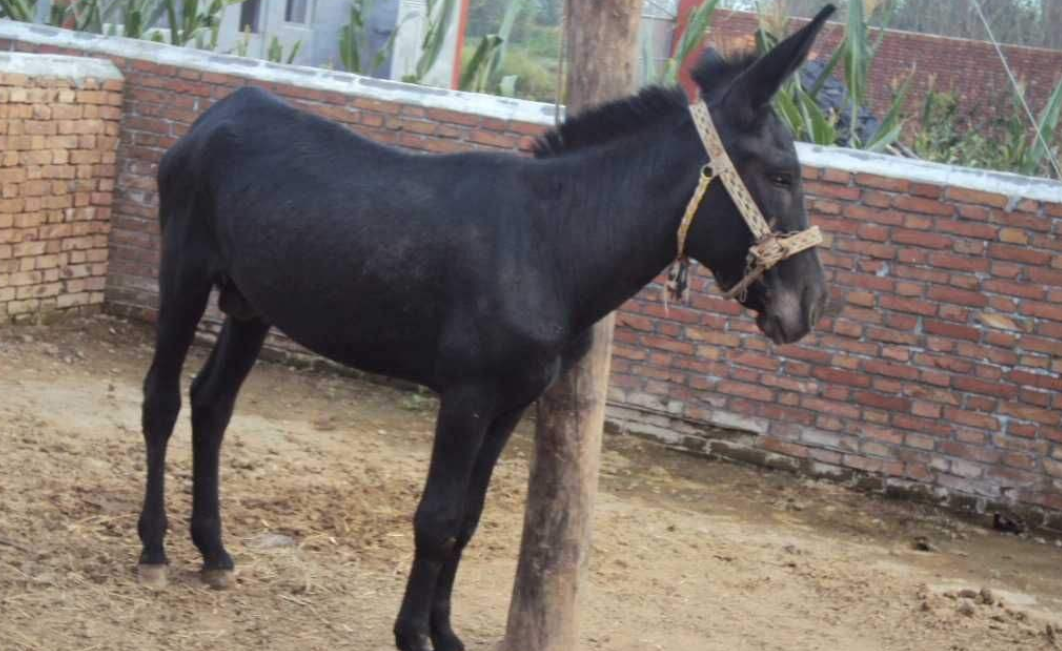 百度爱采购首页 商品专题_特产无棣驴,山东省地方驴品种.