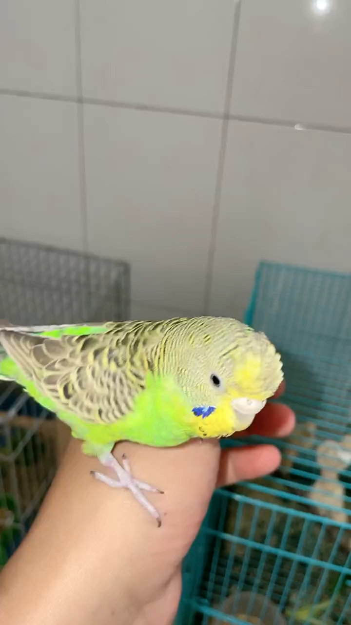 手养虎皮鹦鹉