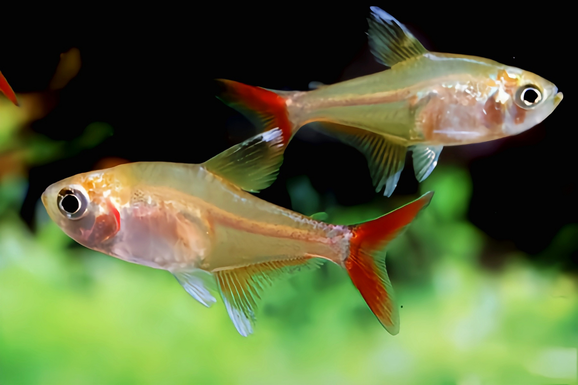 阿克塞红尾灯原产于南美洲委内瑞拉,成鱼体长2