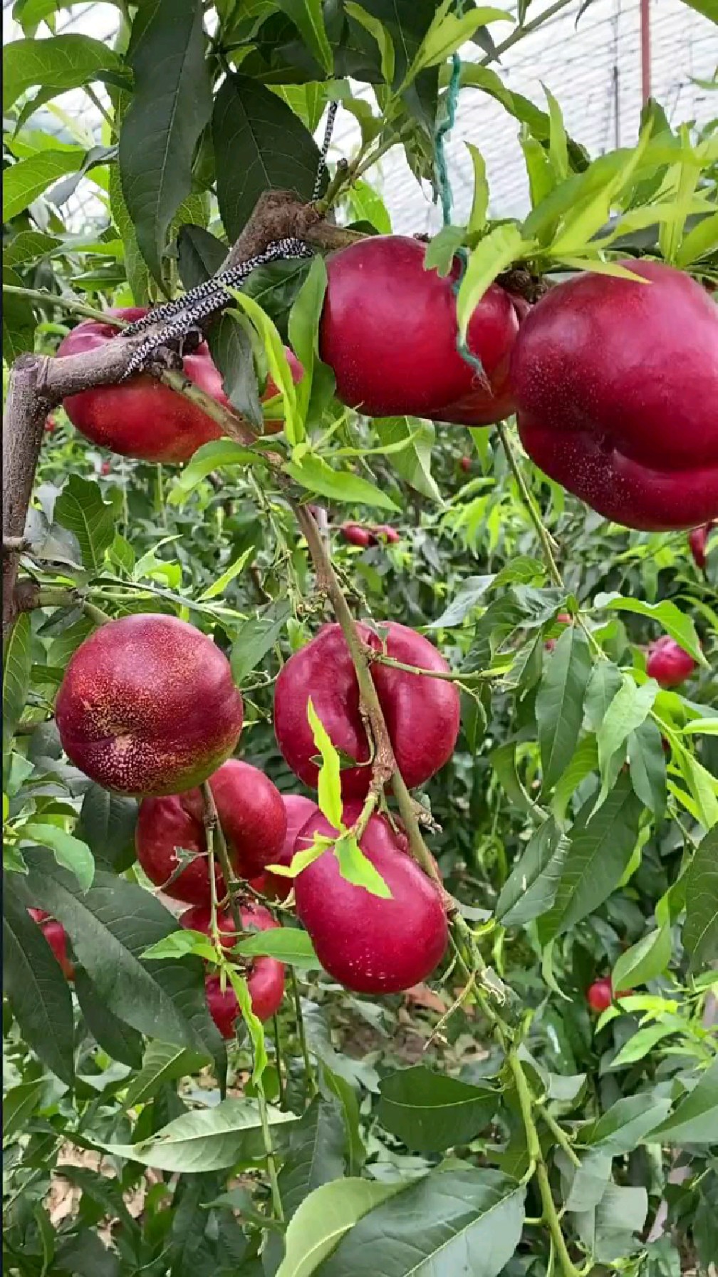 1008_1792竖版 竖屏