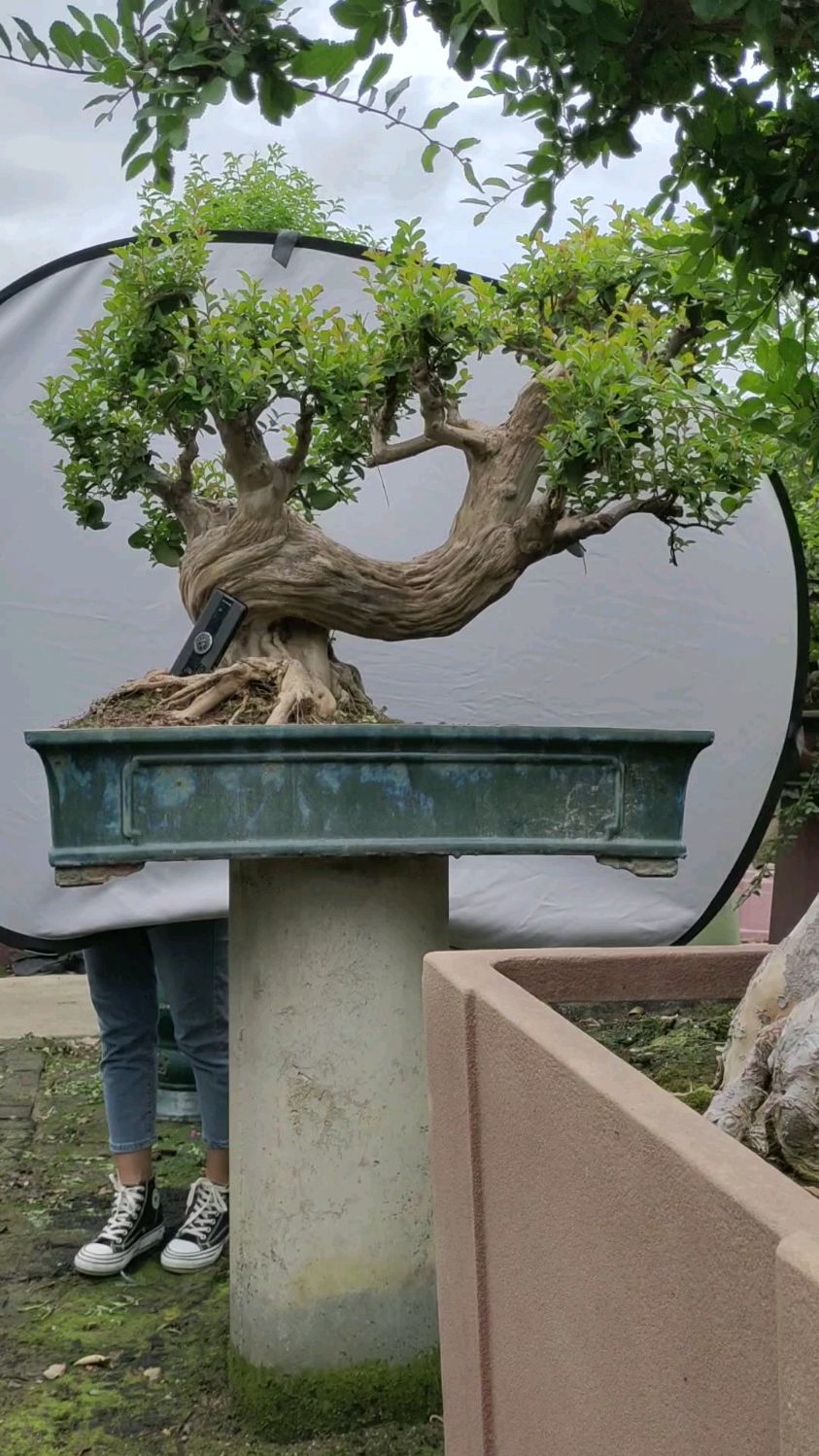 都说喜欢怪桩,这样的紫薇盆景怪不怪-度小视