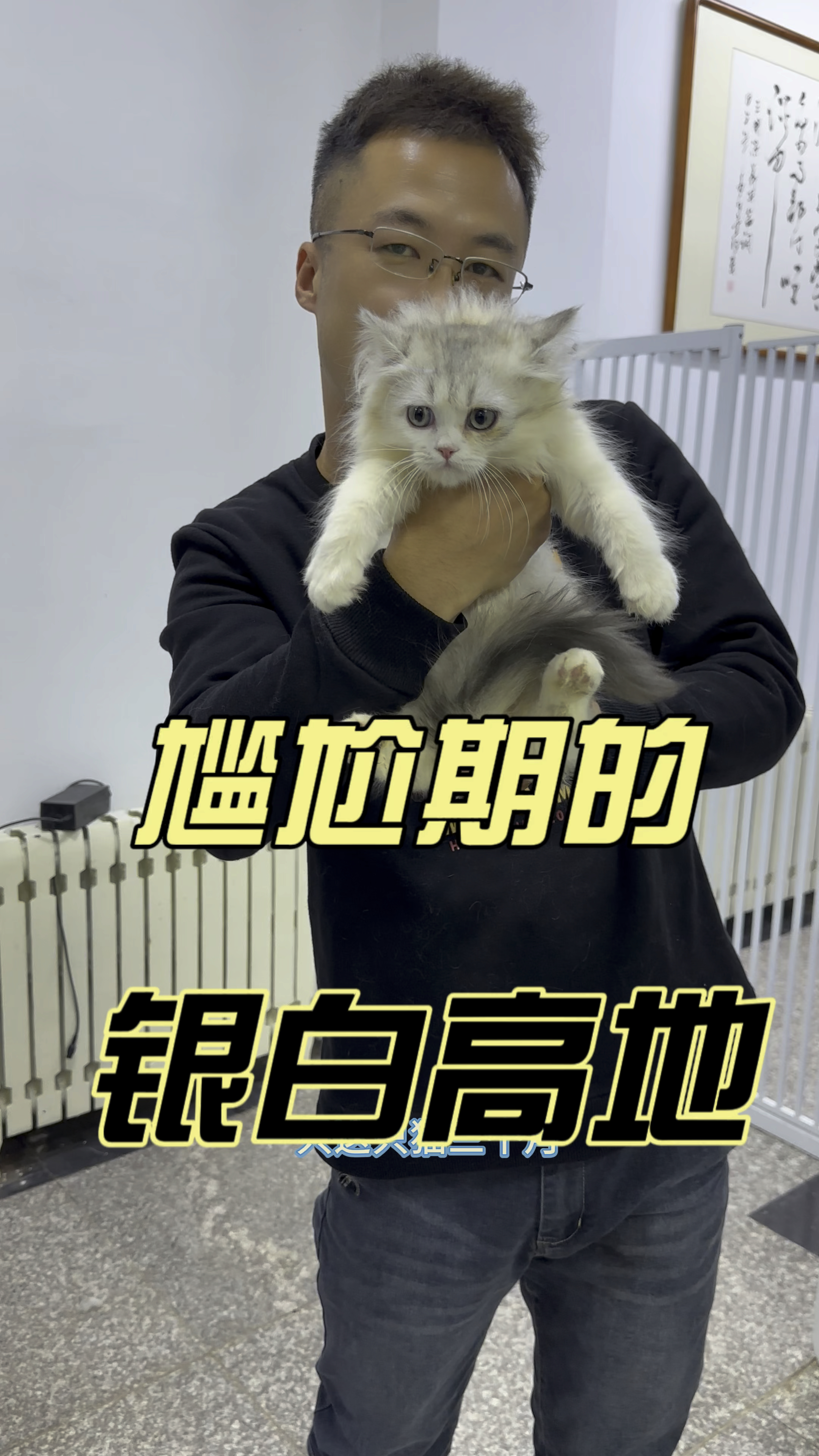 尴尬期的银白高地长毛