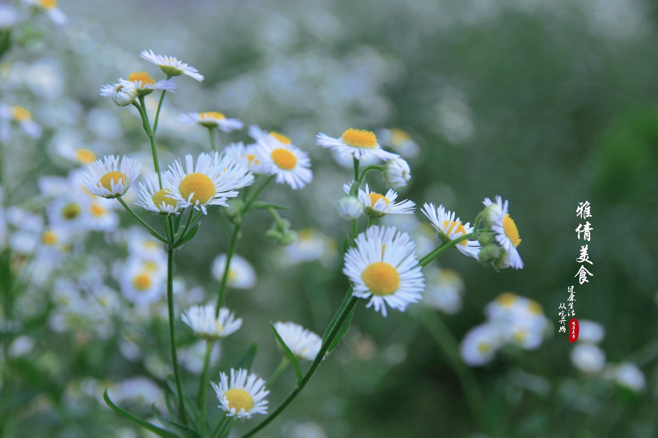 俗称"瞌睡草",又叫"牙肿消",农村荒地常见,却是多功能药材