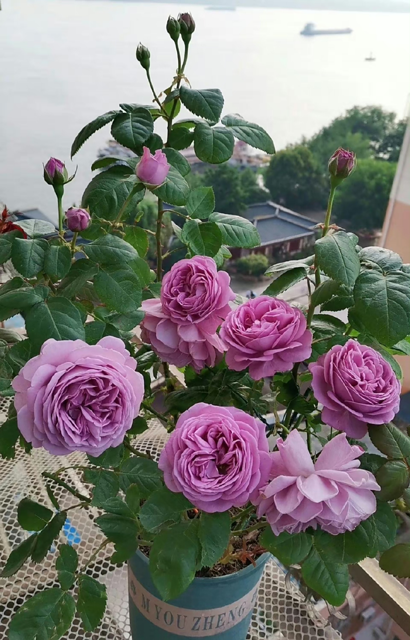 『微蓝月季』 人生如花,淡淡的盛开,淡淡的素雅,一路芳华,一路馨香,一