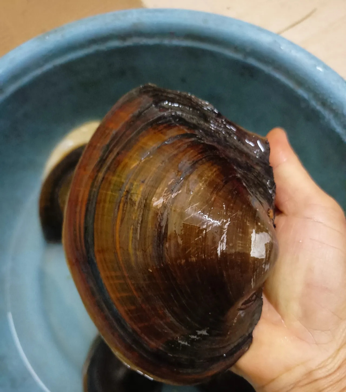 家公在我们旧屋那荒废的鱼塘摸了几个大蚌子,在面盆养了好几天了,泥也