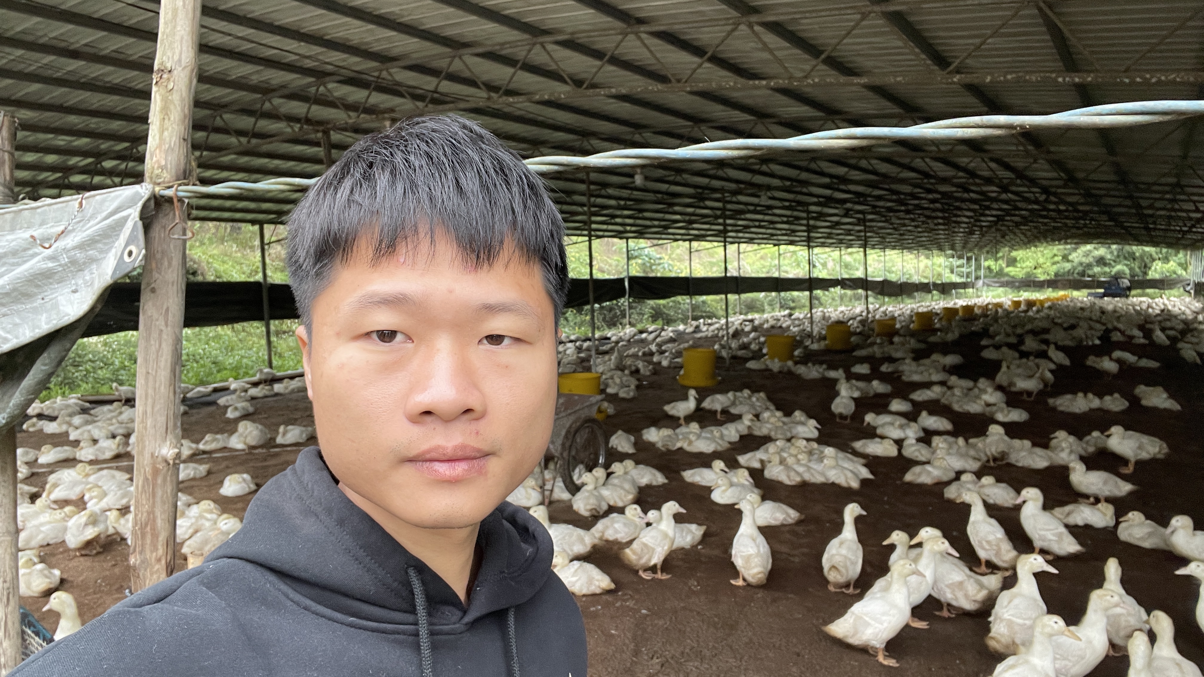 公司合作养鸭,签合同一年稳赚18万,入场要出21万,能搞吗?