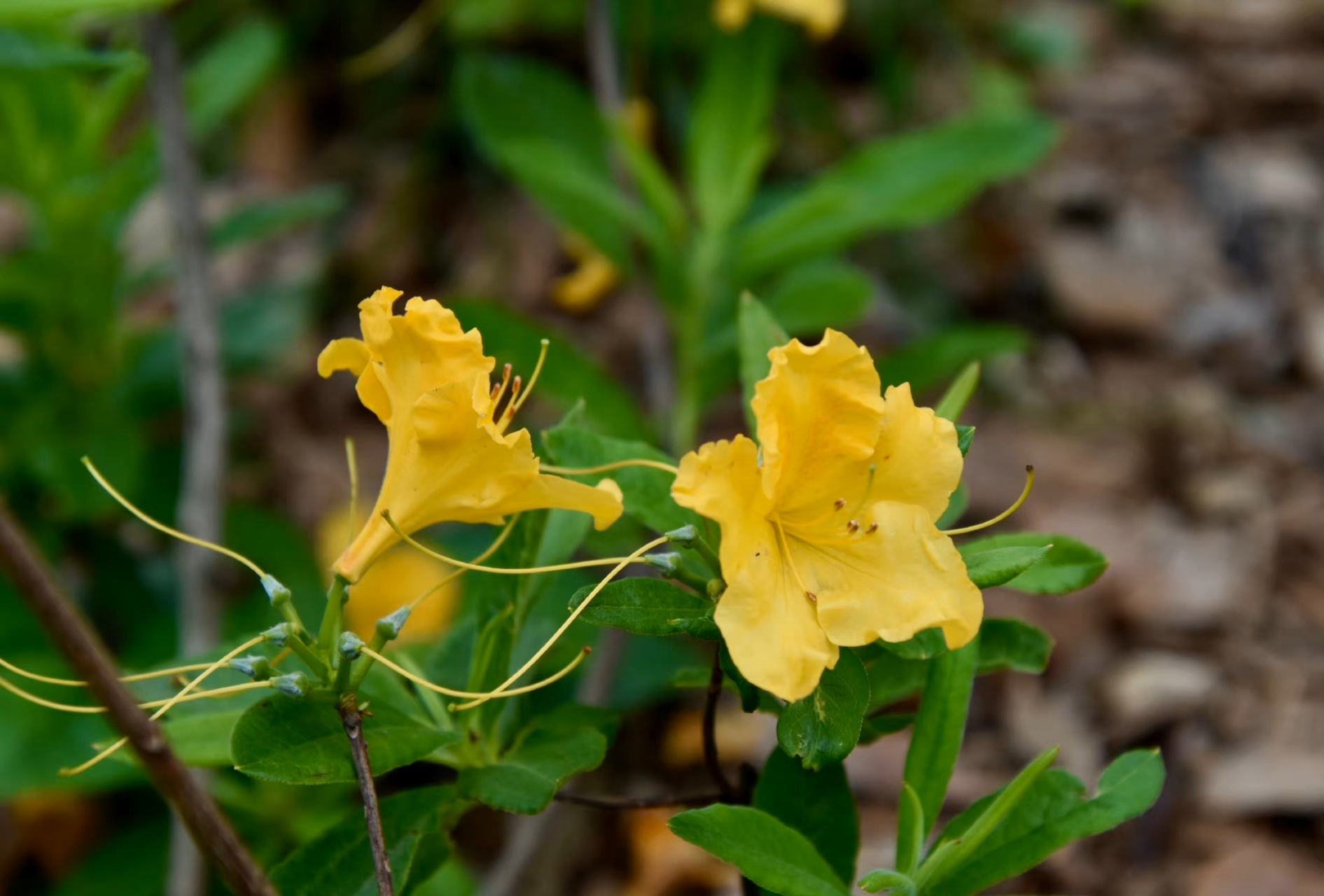 一花一语:黄杜鹃  是著名的有毒植物之一,"羊食其叶,踯躅而死",故名"