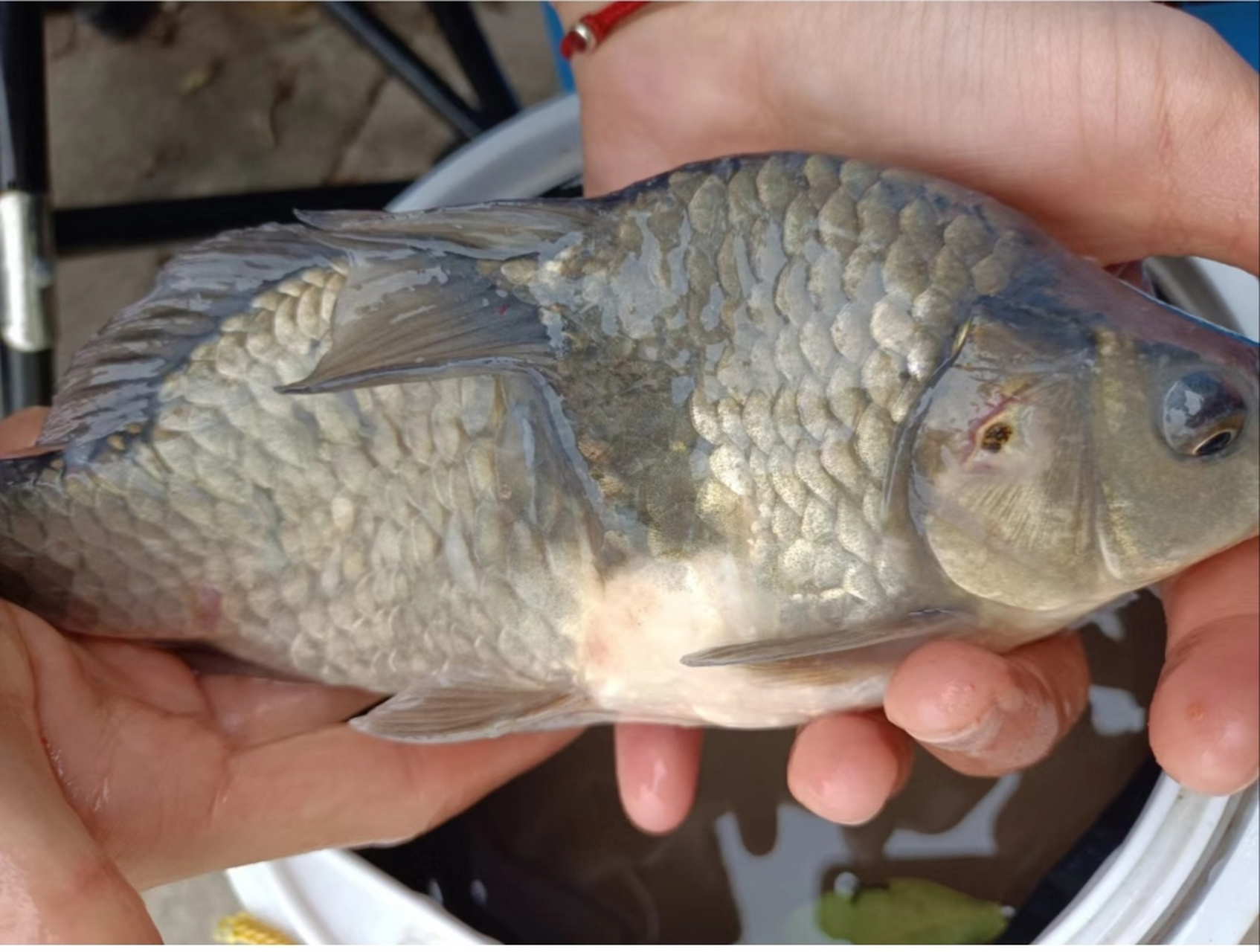 在鱼塘里抓到一条畸形鱼,会不会是受日本排放核污水影响?