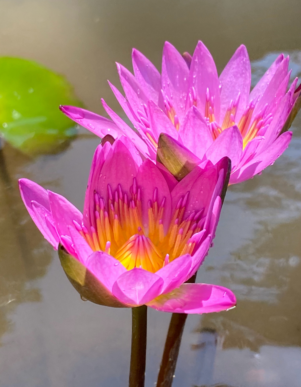 依偎,并肩秀恩爱的鲁比睡莲 #美好假期在旅途