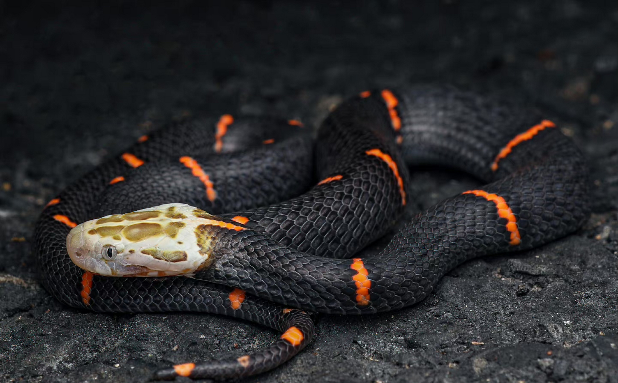 蛇在浙江天目,拍漂亮蛇蛇 67