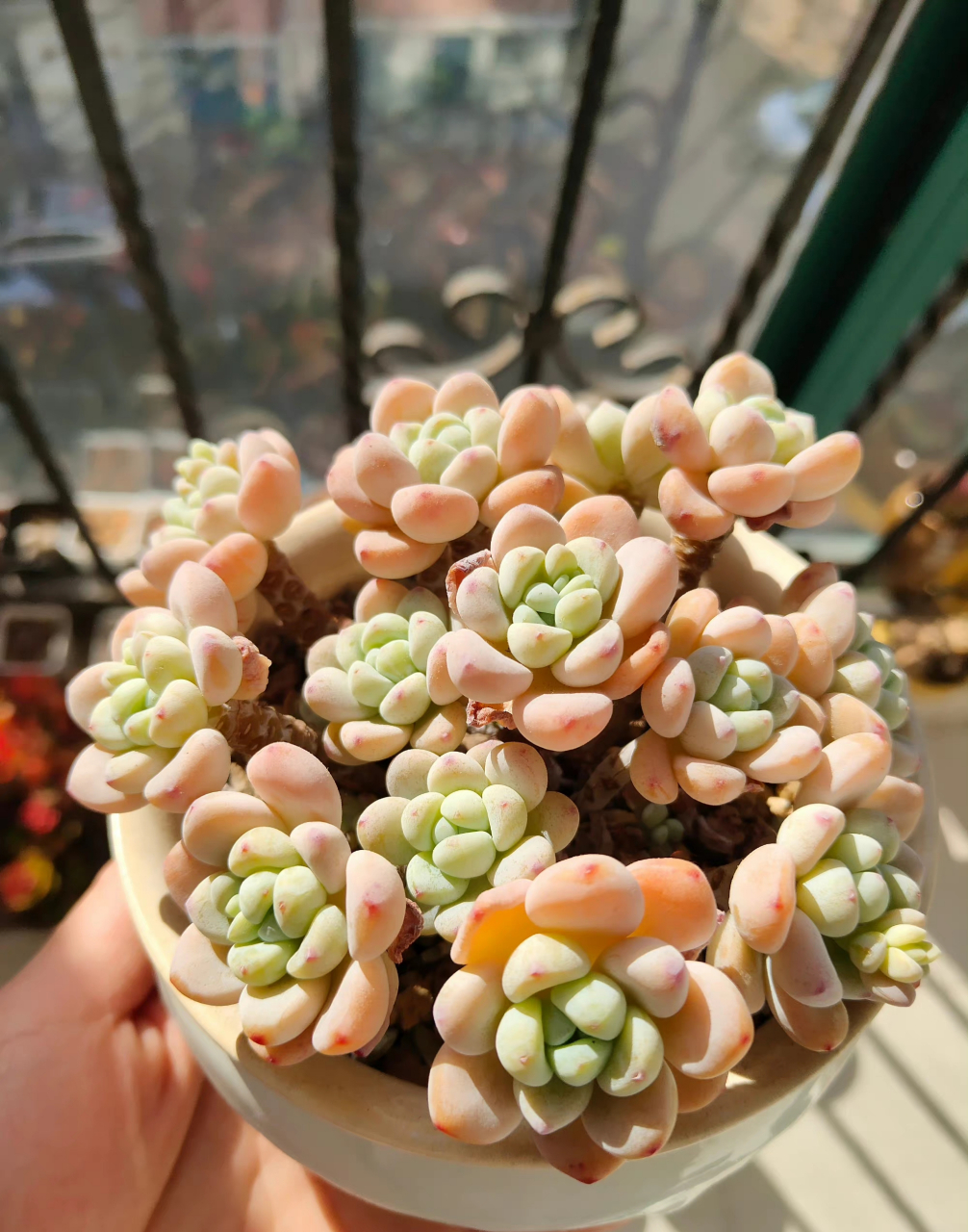 多肉长寿花 et(外星人) 初开黄逐渐变粉 清理掉枯叶的劳尔 67