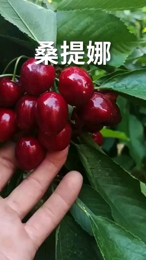 大家吃到的进口车厘子就是这个桑提娜大樱桃