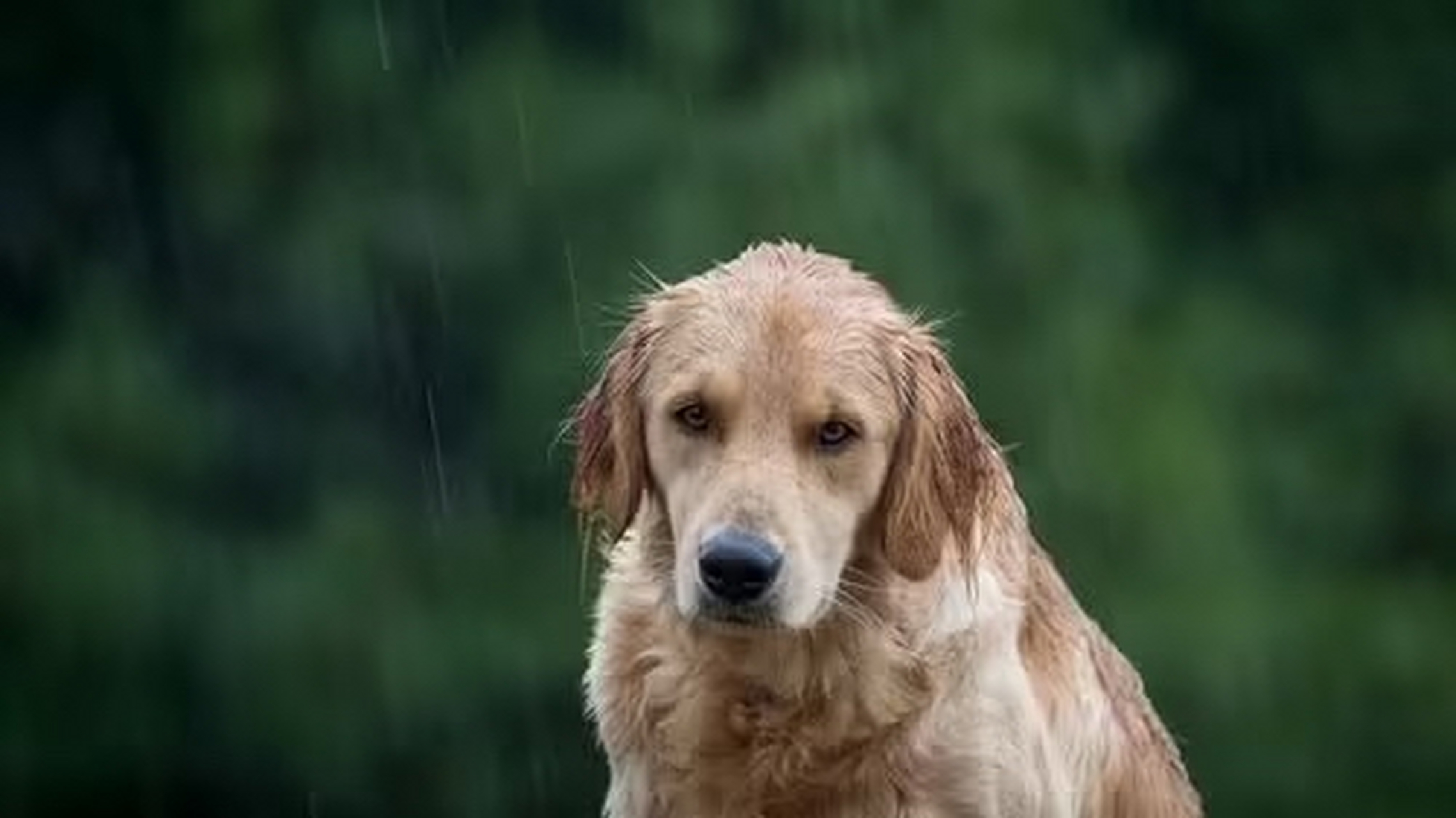 雨中狗蹲着的图片图片