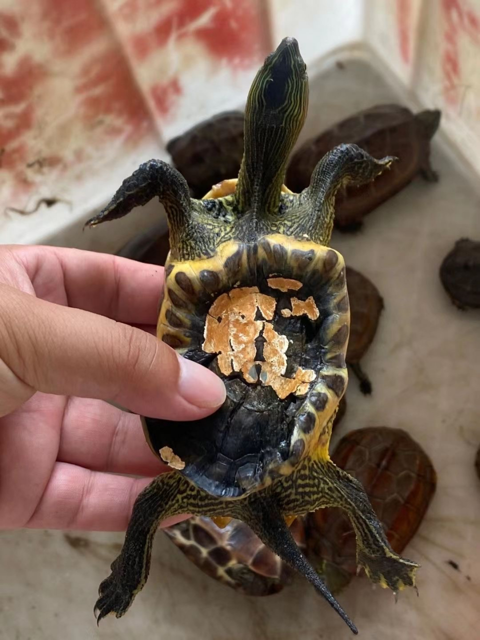 彩绘龟长大后壳往上翻图片