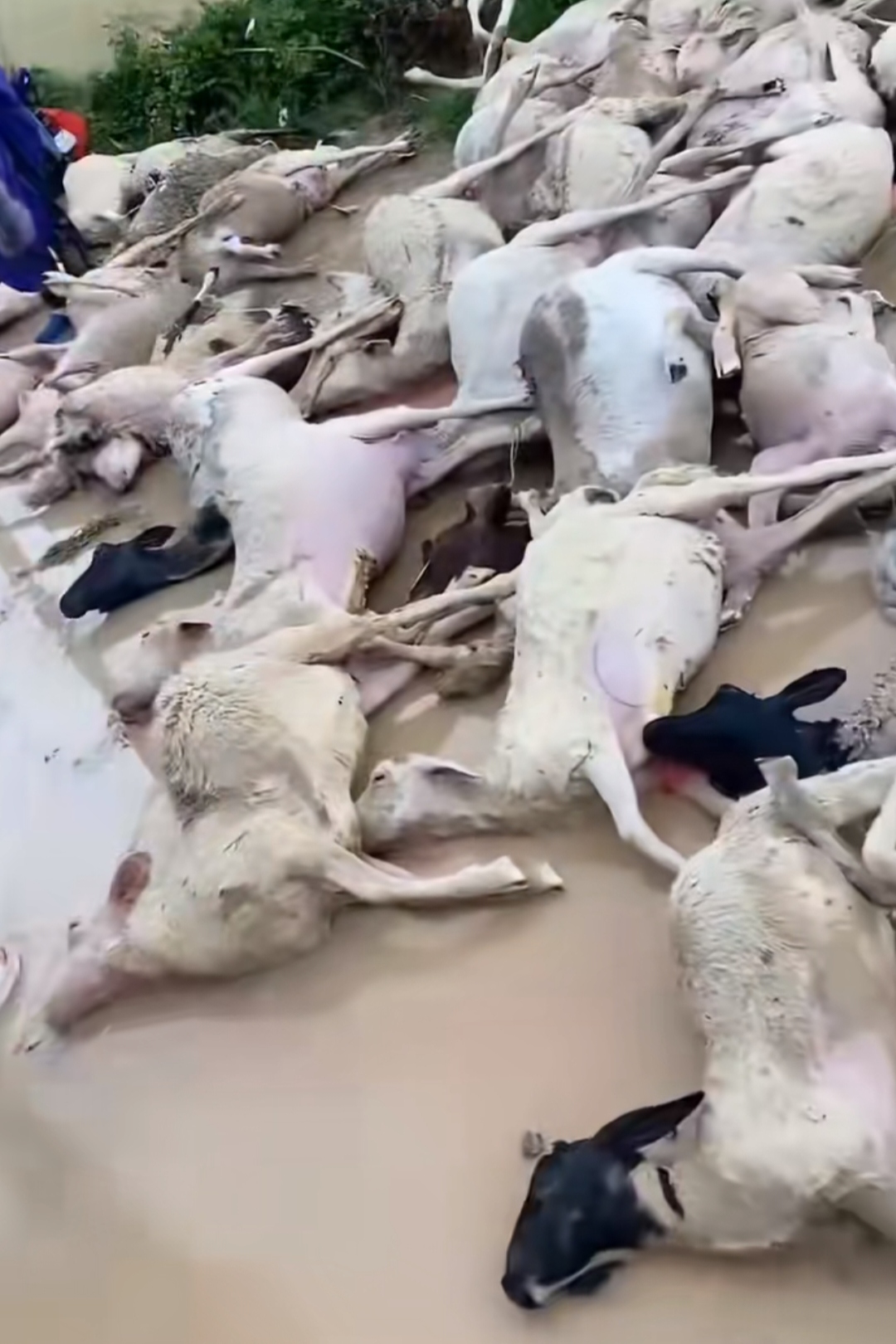 一村民说村里某养殖户家的羊棚进水了,结果一夜之间就淹死了大半,大羊