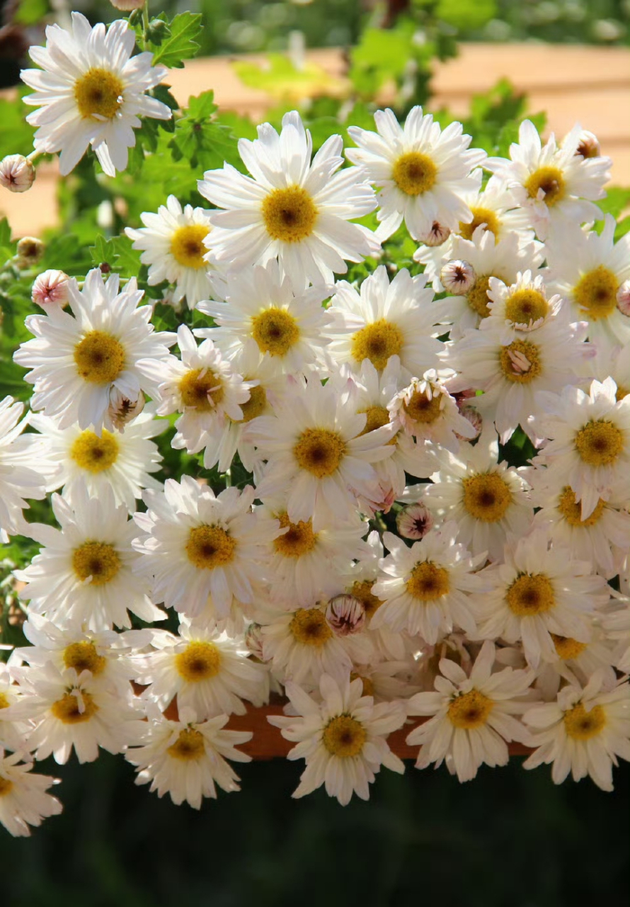 菊花白精灵……仙气飘飘,花量巨大,花期还长,可以说是完美.