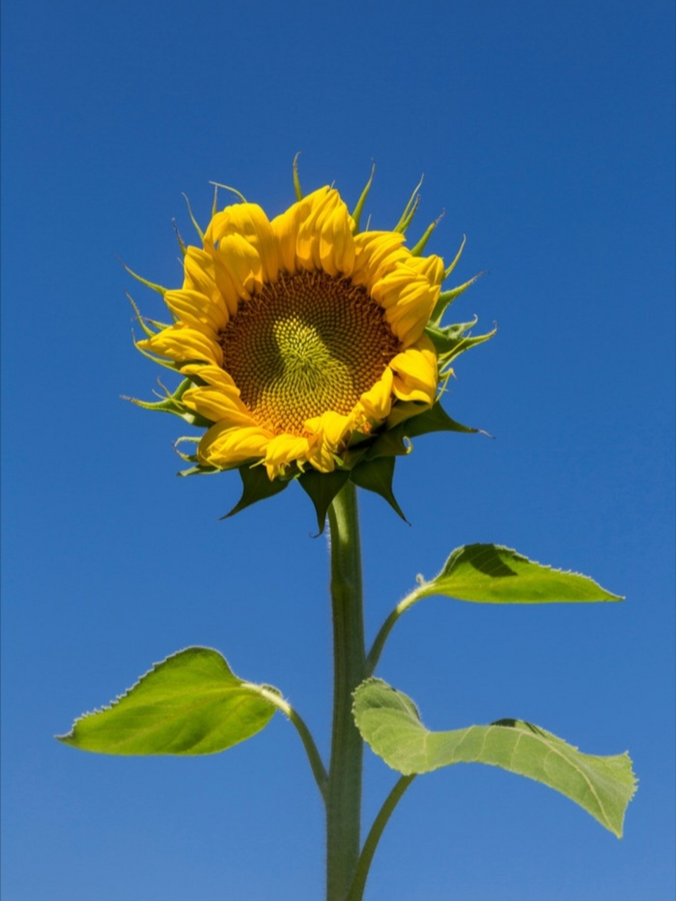 清晨,一朵向日葵迎着朝阳徐徐展开花瓣,露出了灿烂又可爱的笑容,与