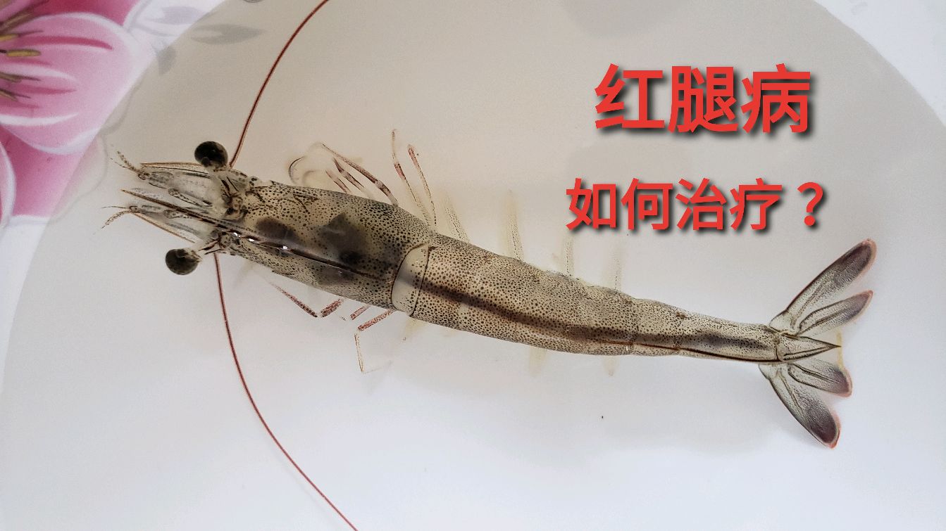 南美白对虾“红腿病”是什么原因造成的?应该如何处理?