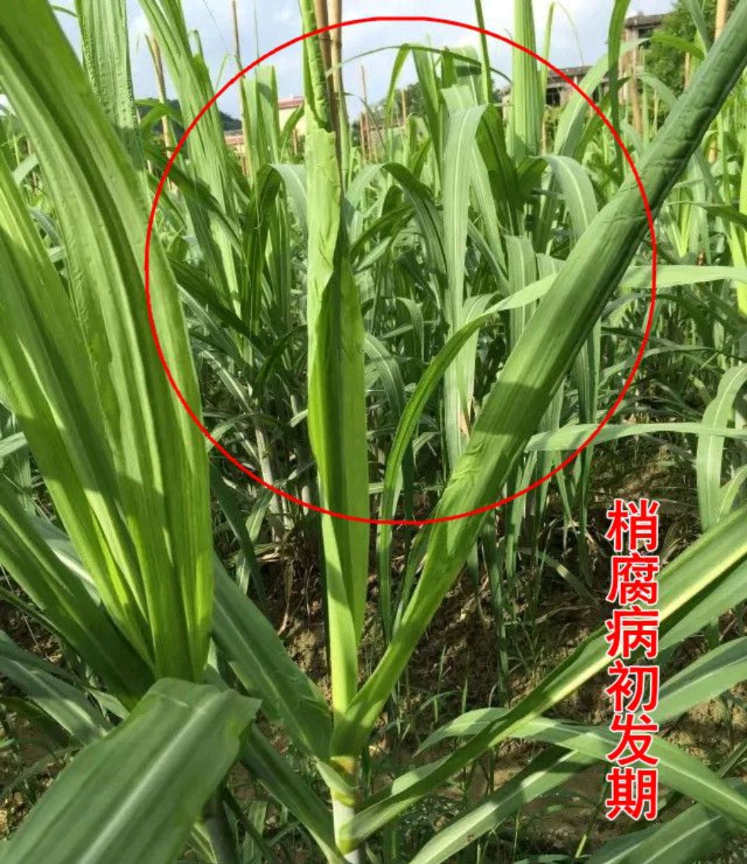 甘蔗稍腐病 - 2020年最新商品信息聚合专区 - 百度爱采购