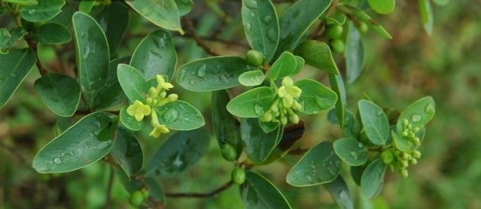 了哥王喜欢生长在什么地方