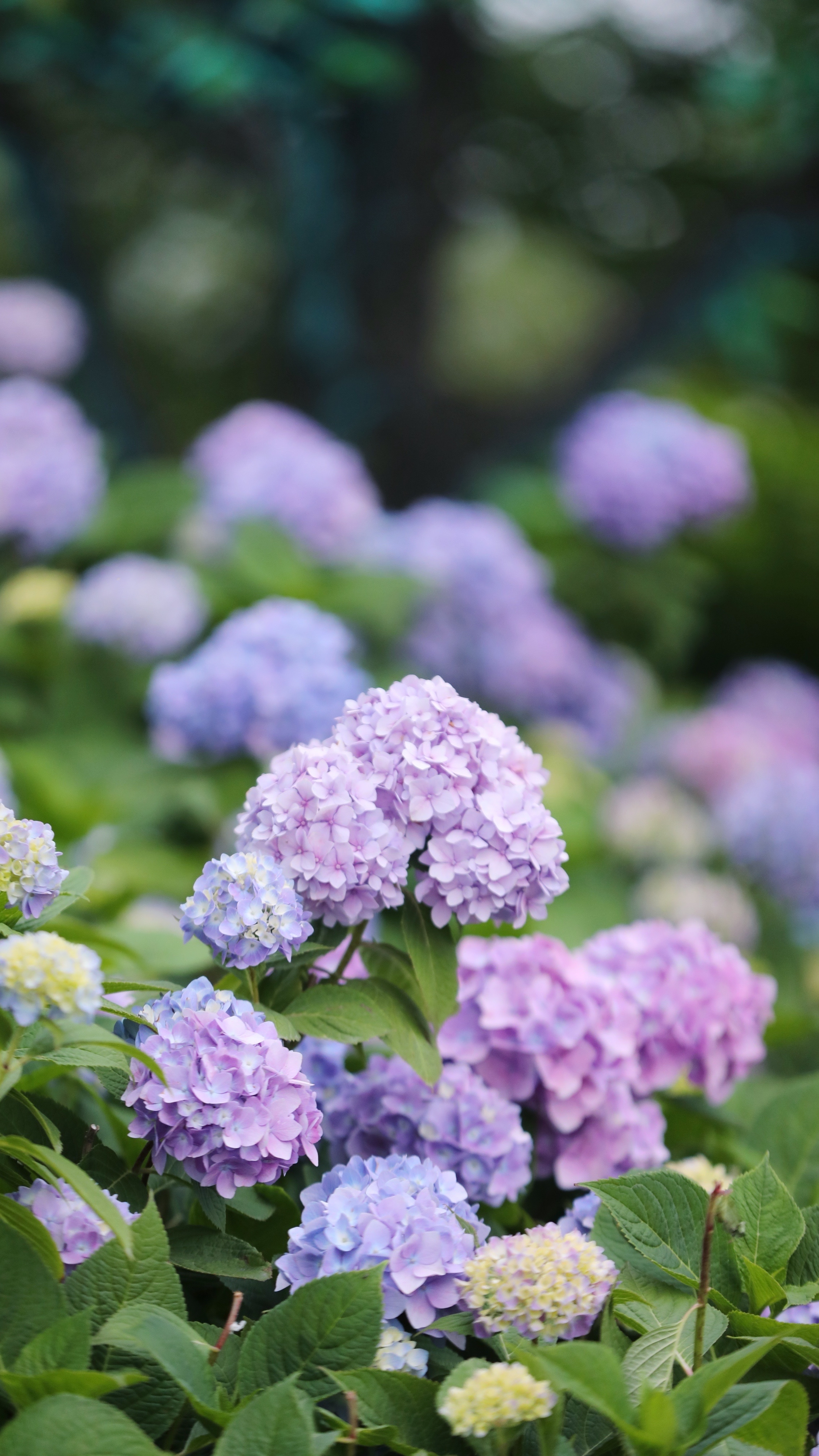 无锡九龙湾绣球花仙境,假期打卡网红地