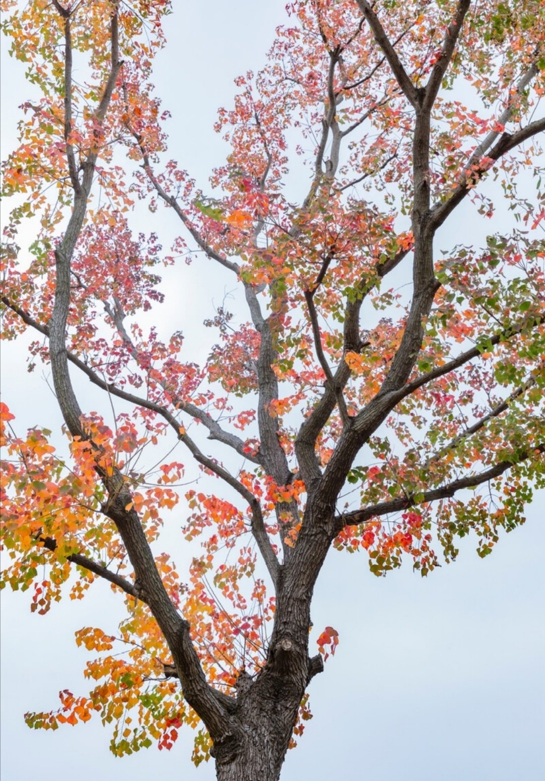 满院秋香一树风