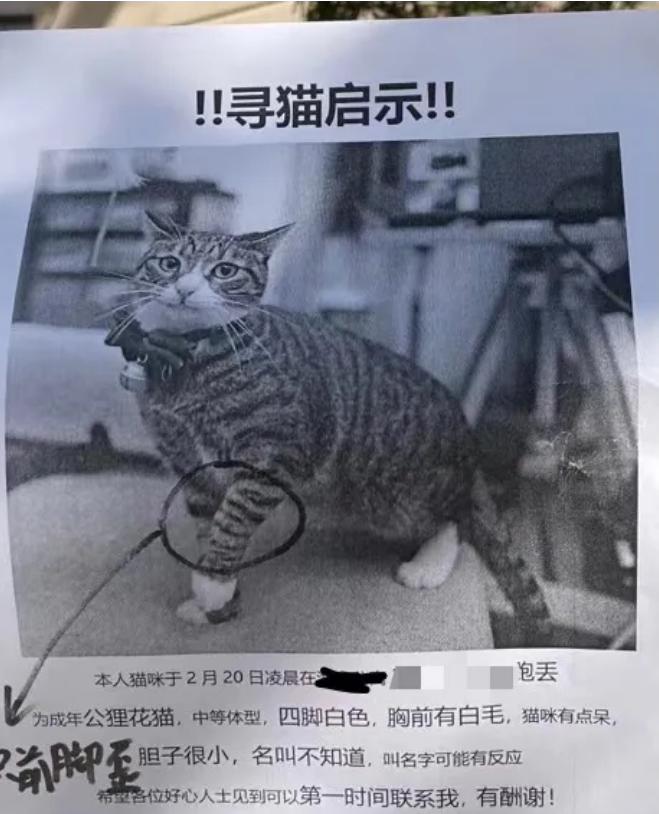 猫走丢后48小时……