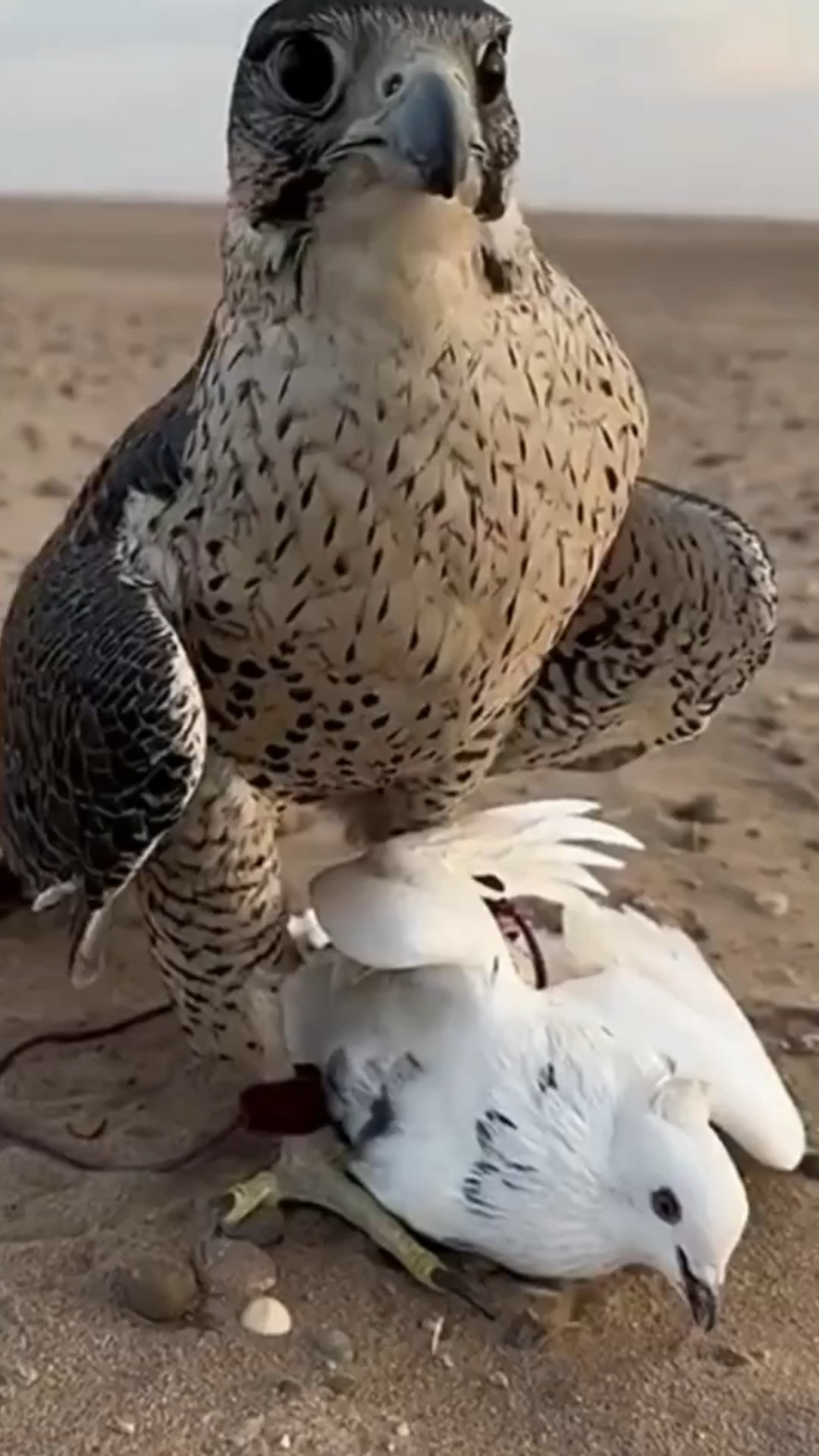 老鹰的利爪紧紧抓着猎物,猎物一点办法都没有-度小视