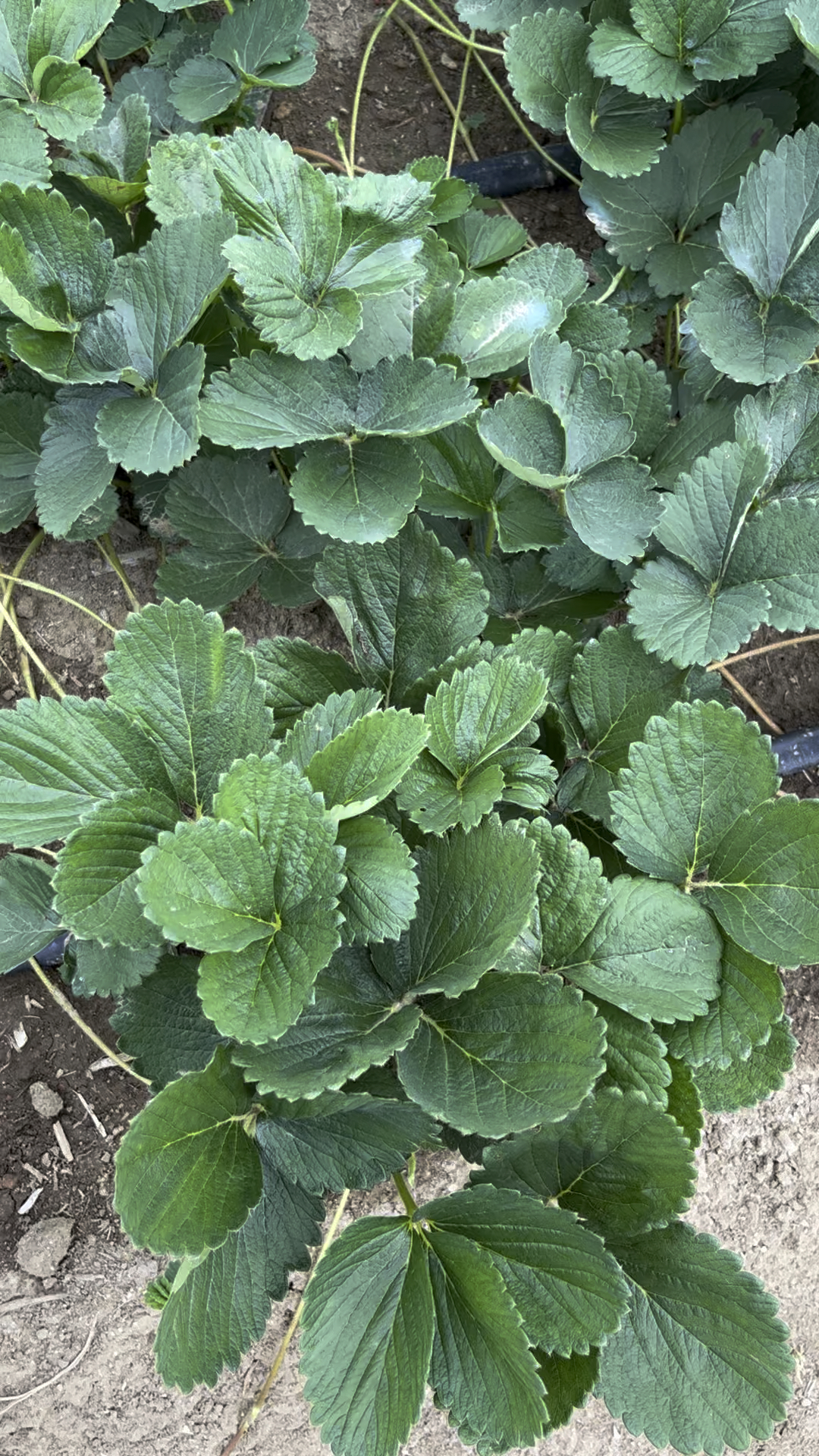 红润如宝石的天仙醉草莓苗,清甜爽口,自带奶香,高产,抗病能力强