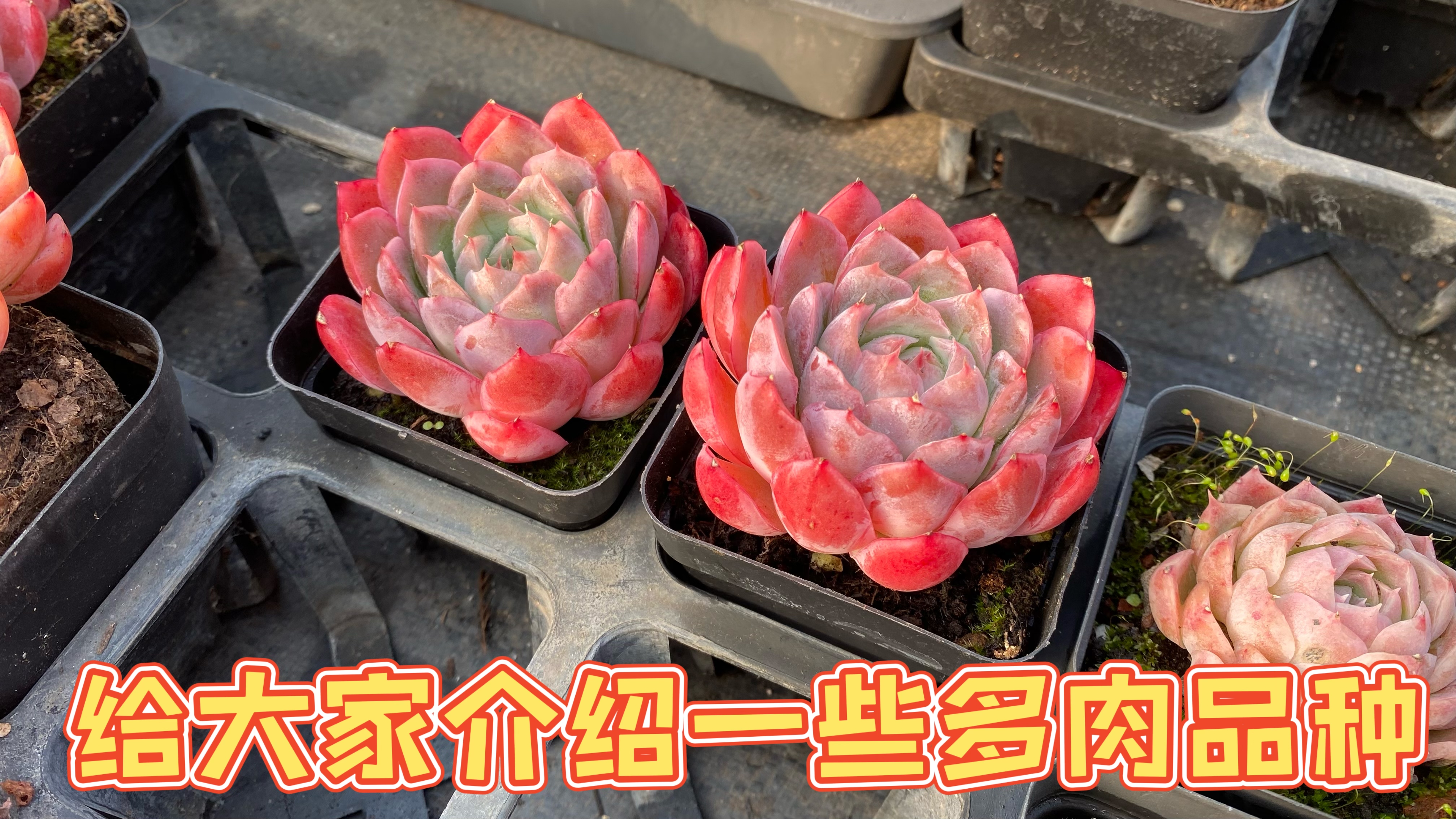 这期视频,给大家介绍一些多肉品种,供大家参考