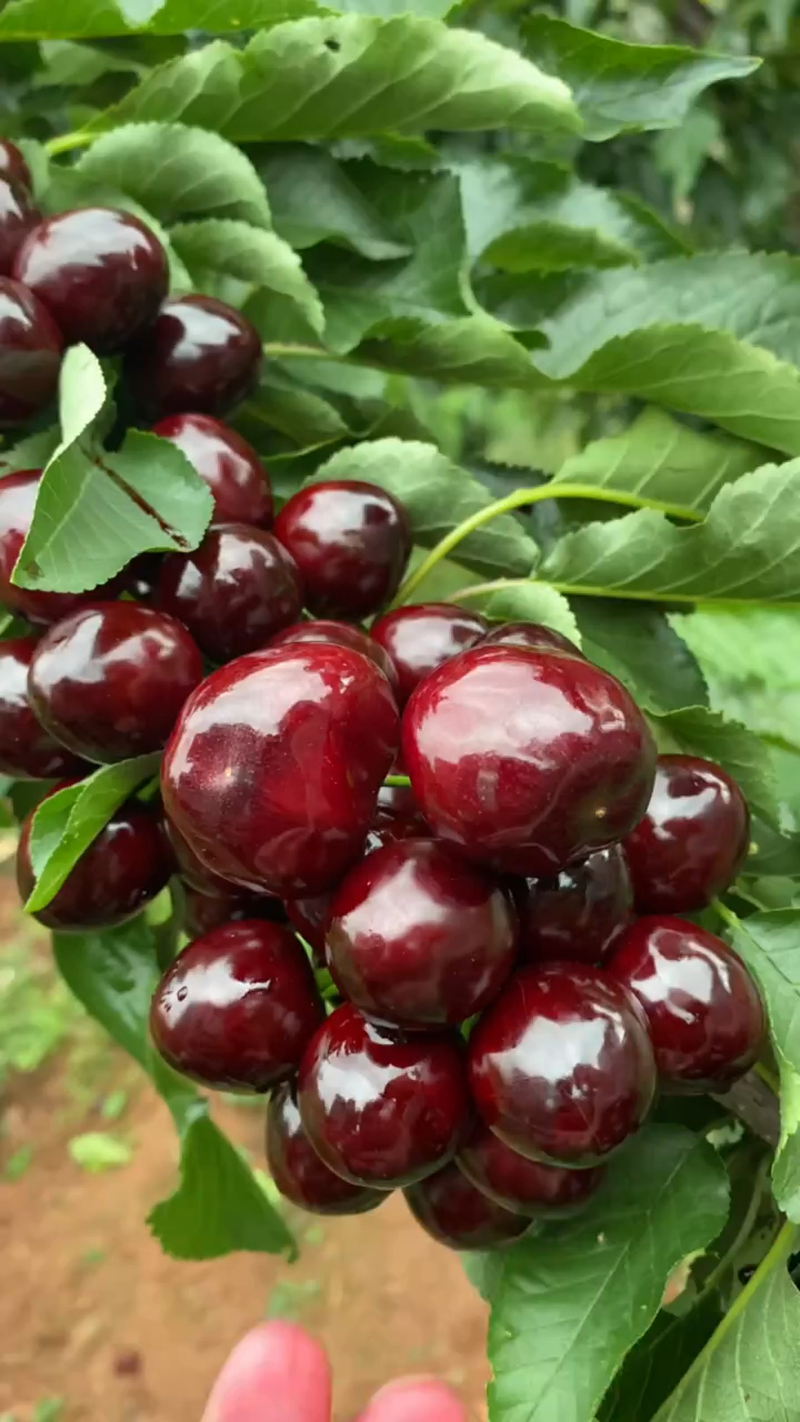 科迪亚樱桃苗结果表现 科迪亚樱桃苗价格 晚熟樱桃品种 组培吉塞拉