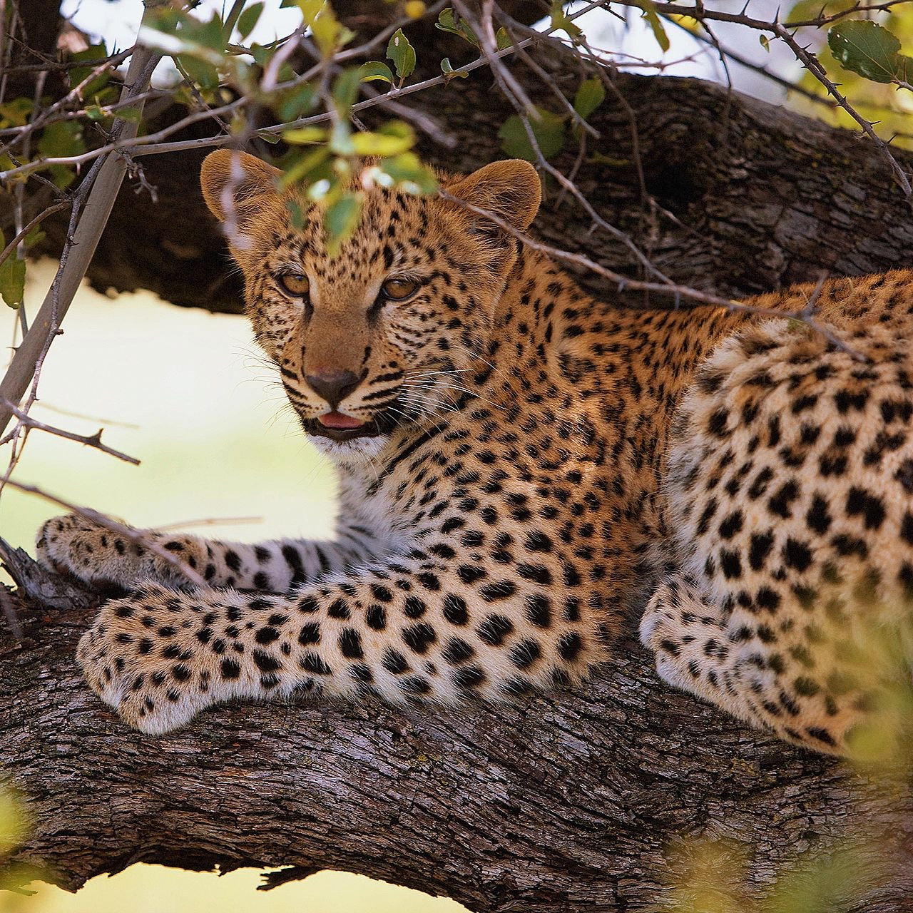 花豹,豹属的大型肉食性动物,花豹头部的斑点小而密