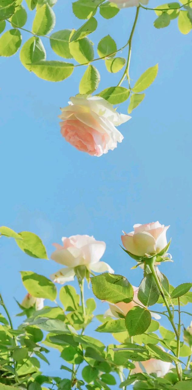 盛开的美丽月季花#摄影# #中国美景大赏