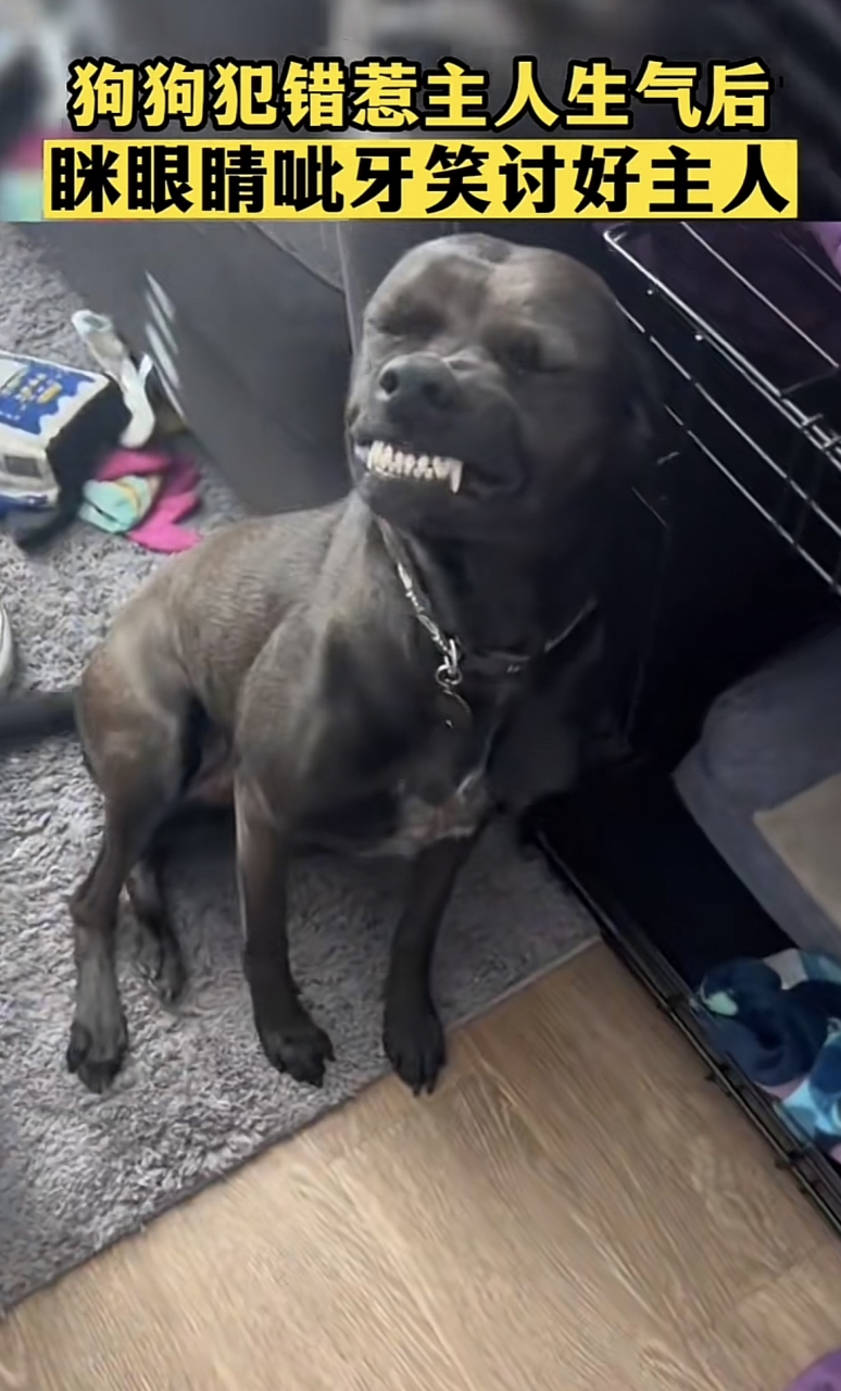 眯眼睛呲牙笑讨好主人[赞同][笑哭][笑哭][笑哭]#搞笑