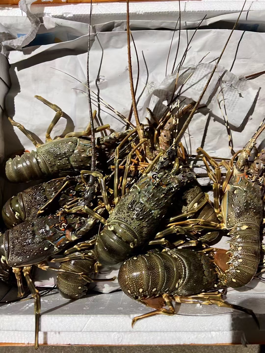 东山岛海鲜野生小青龙虾,鲜美可口,营养丰富