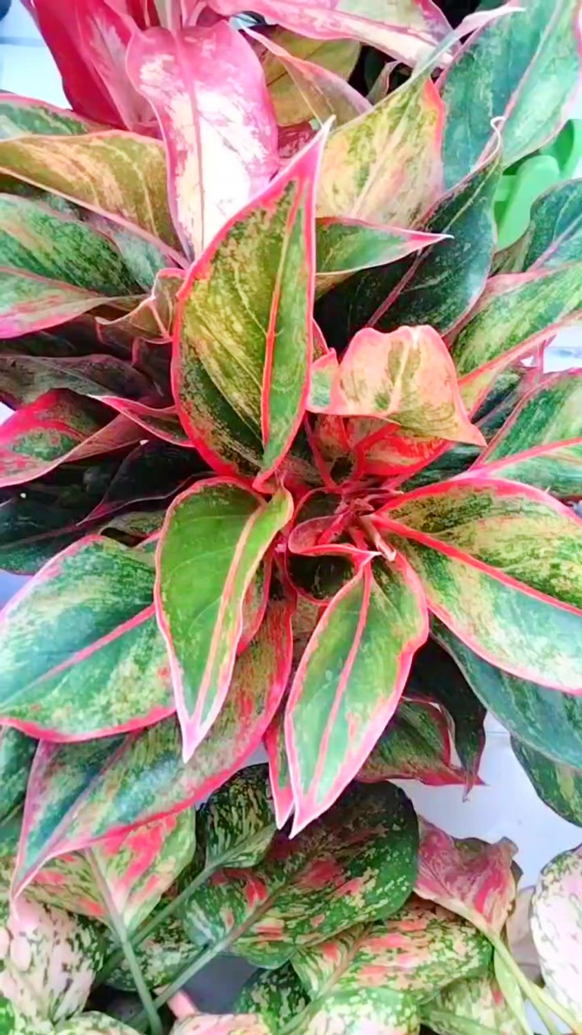 彩叶万年青的养殖方法