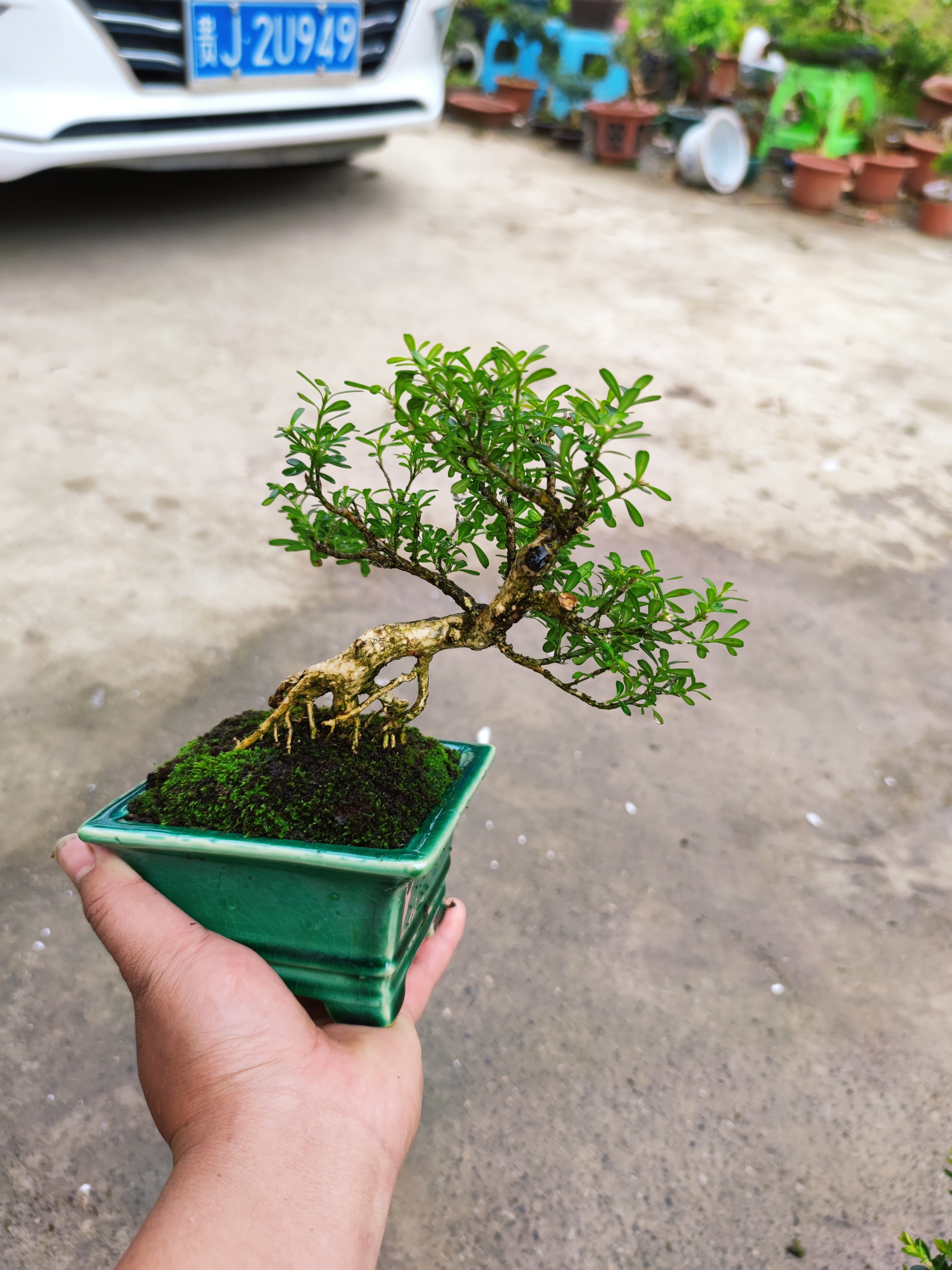 贵州米叶黄杨,自然之美