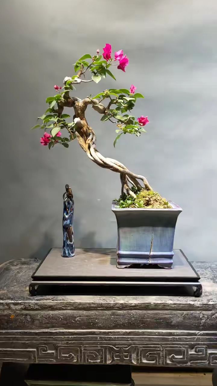 根艺三角梅盆景,造型独特艺术
