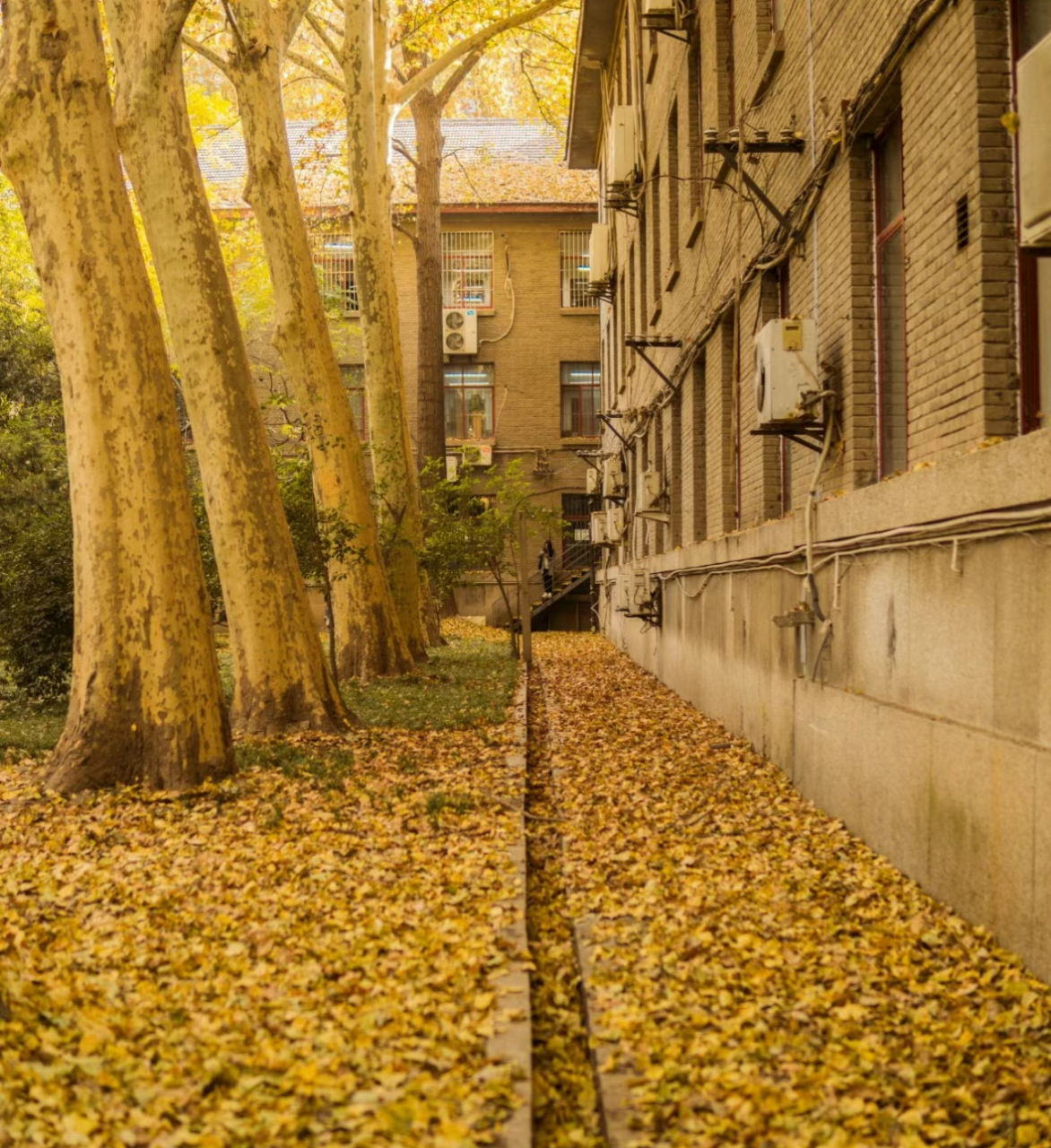 西安交通大学美景图片