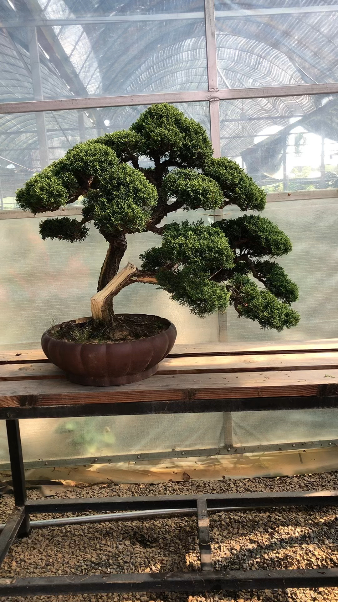 云朵状济州真柏