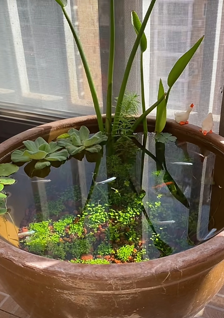 看我做的古法鱼缸怎么样.