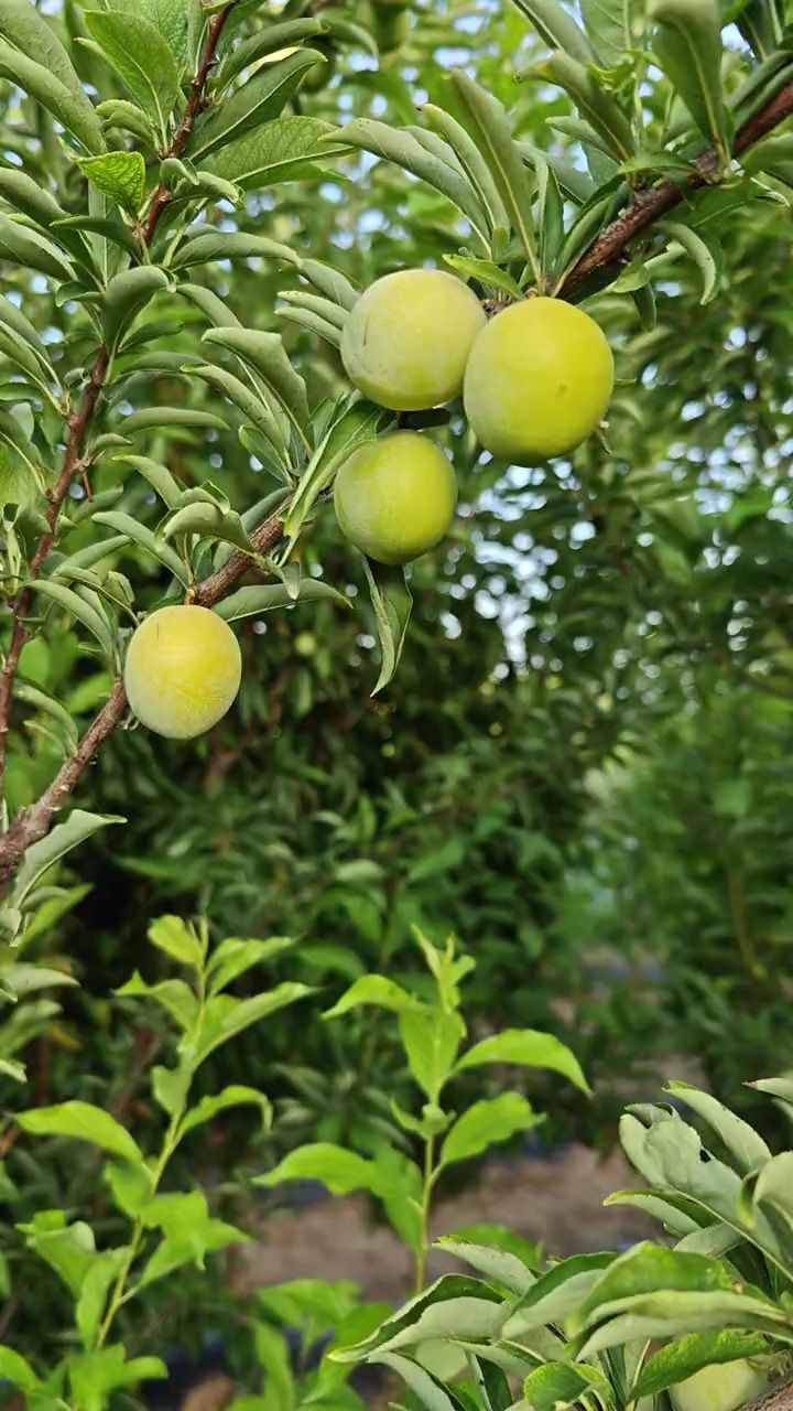黄金西梅李子,黄金西梅李子树苗,果实金黄色,果味香甜