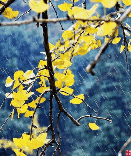 立冬后的雨,冬日寒意渐浓