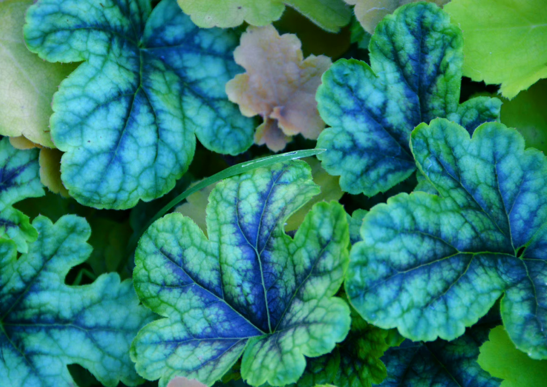 彩叶矾根草,生命中没有四时不变的风景,只要心永远朝着阳光,就会发现