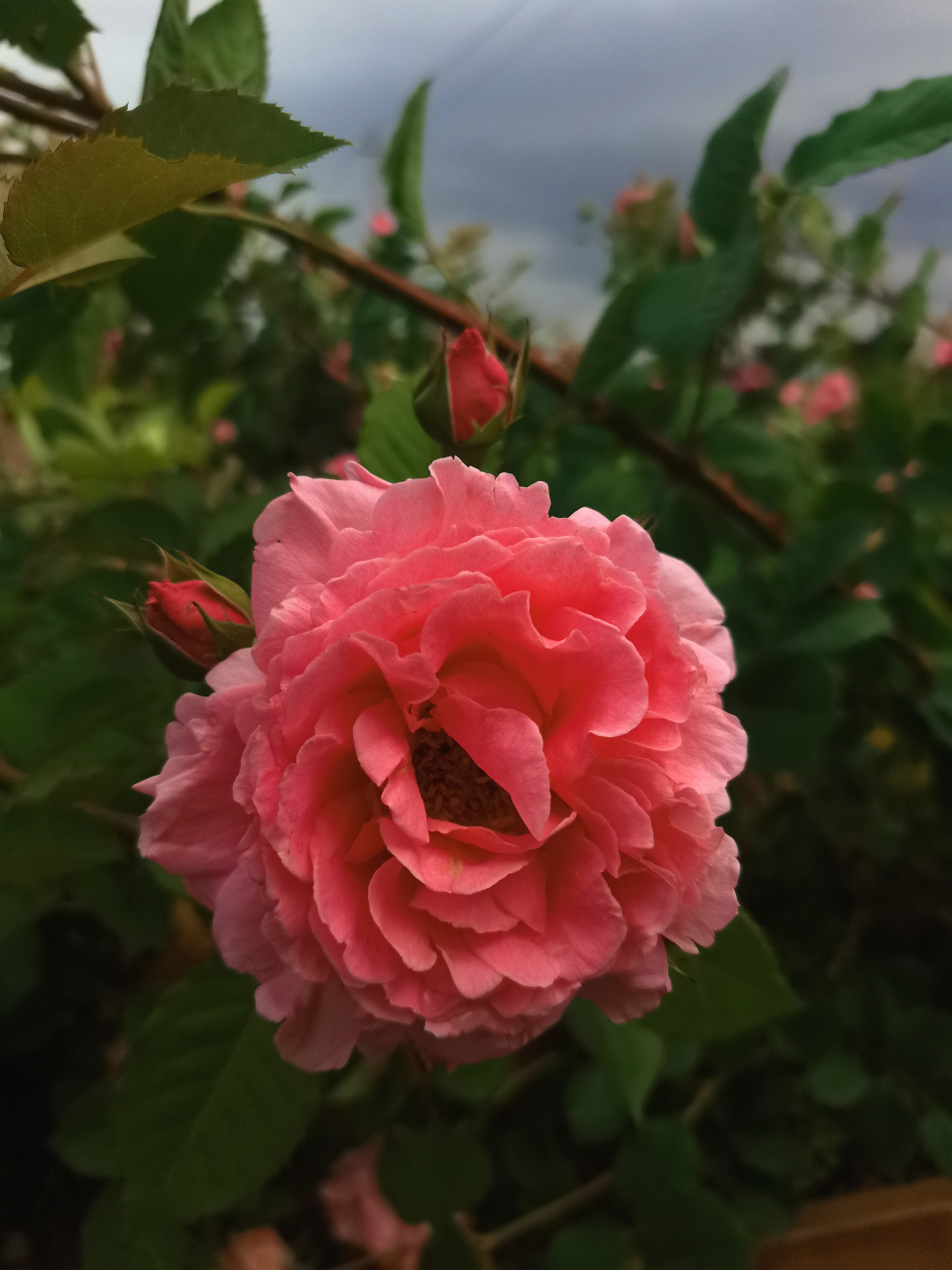 [小红花]花色以红色为主,其他有白,黄,粉红,玫瑰红等.