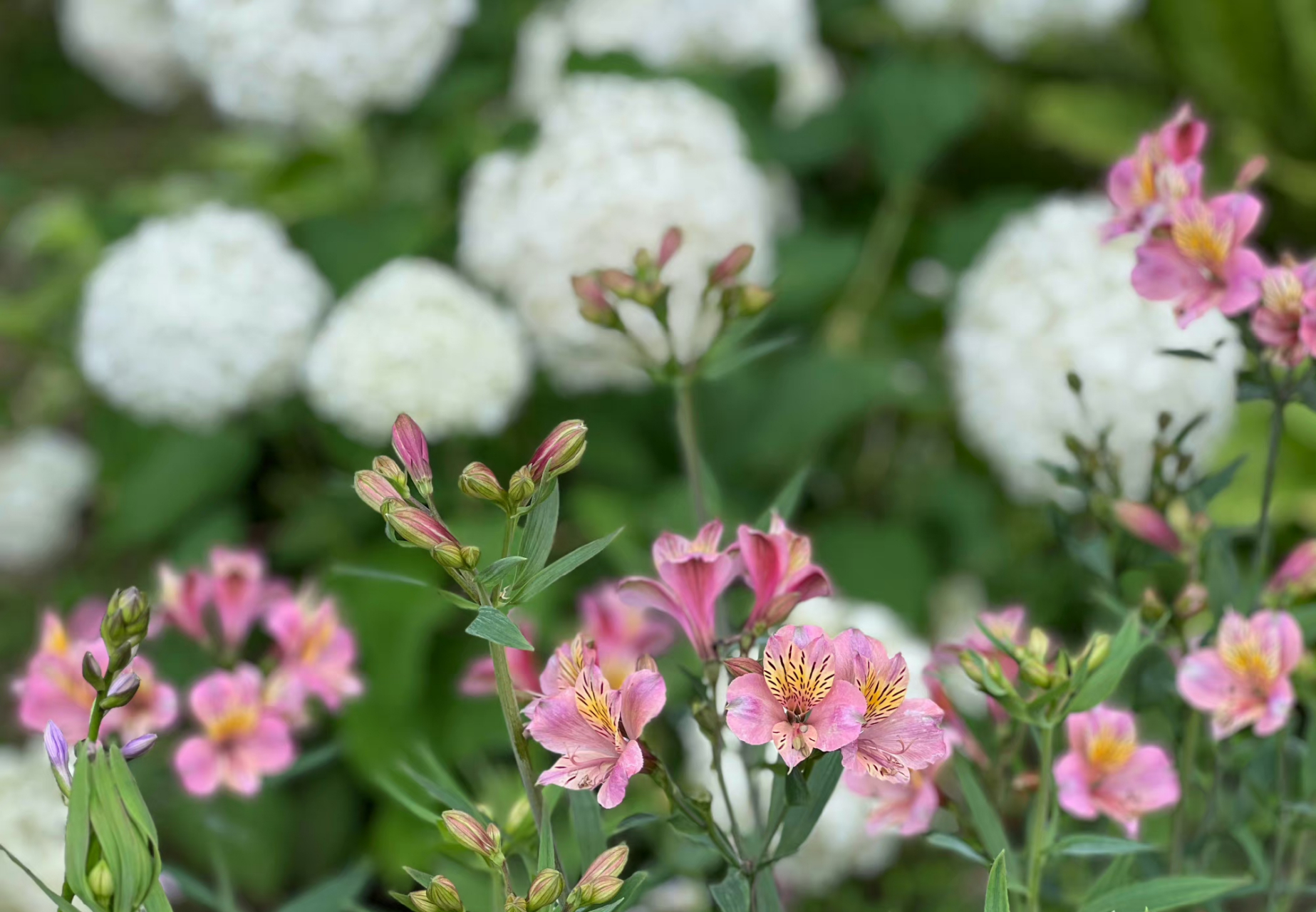 绿暗时 花如圆玉莹无疵 何人团雪高抛去 冻在枝头春不知 「玉绣球花」