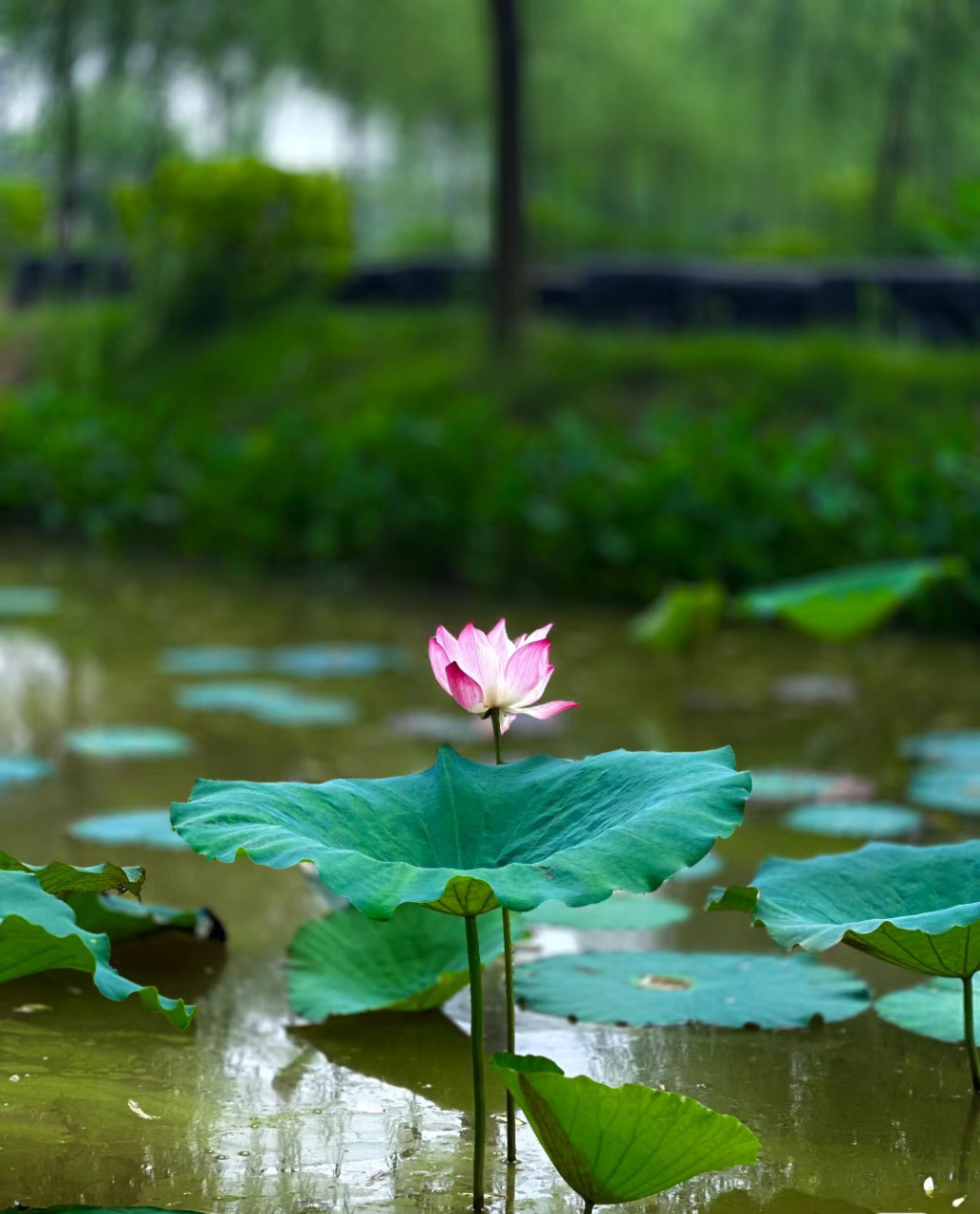 夏天的代表荷花最美
