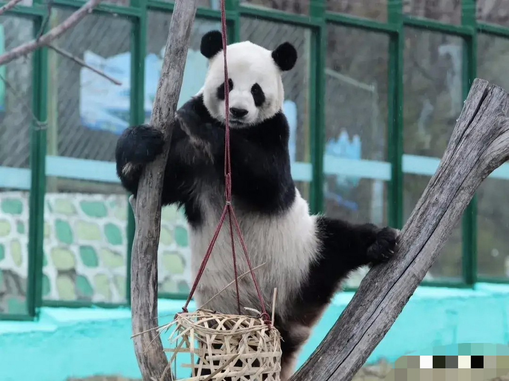 美熊少女思嘉,现在哈尔滨亚布力熊猫馆生活,还有几个月她就满17岁了.